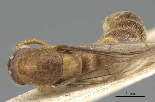 Aenictus mocsaryi specimen CASENT0922455 image casent0922455_1