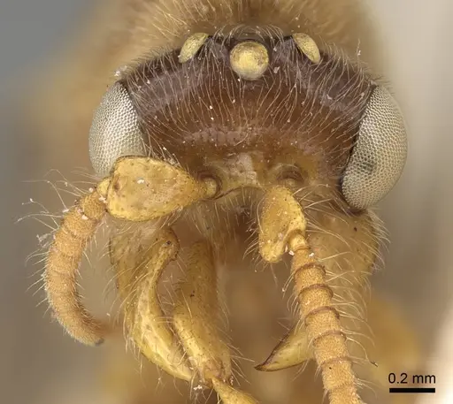 Aenictus mocsaryi specimen CASENT0922455 image casent0922455_2