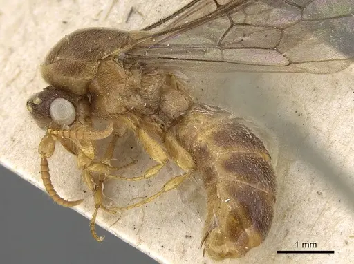 Aenictus mocsaryi specimen CASENT0922455 image casent0922455_3