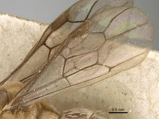 Aenictus mocsaryi specimen CASENT0922455 image casent0922455_4