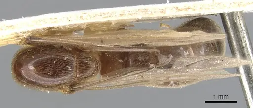 Aenictus moebii specimen CASENT0901481 image casent0901481_1