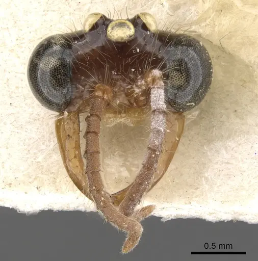 Aenictus moebii specimen CASENT0901481 image casent0901481_2