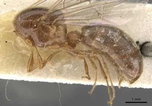 Aenictus moebii specimen CASENT0901481 image casent0901481_3