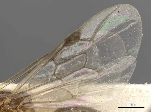 Aenictus moebii specimen CASENT0901481 image casent0901481_4