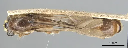 Aenictus moebii specimen CASENT0903757 image casent0903757_1