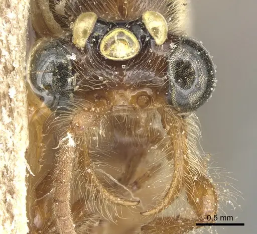 Aenictus moebii specimen CASENT0903757 image casent0903757_2
