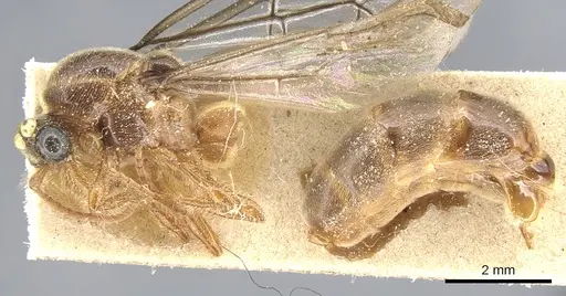 Aenictus moebii specimen CASENT0903757 image casent0903757_3