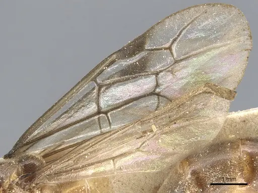 Aenictus moebii specimen CASENT0903757 image casent0903757_4