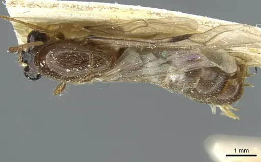 Aenictus moebii specimen CASENT0911436 image casent0911436_1