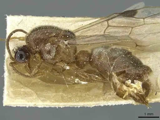 Aenictus moebii specimen CASENT0911436 image casent0911436_3