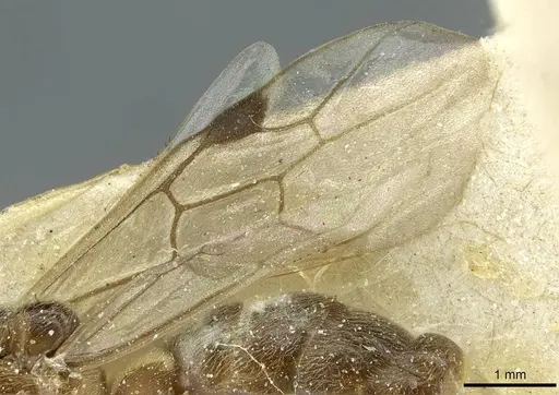 Aenictus moebii specimen CASENT0911436 image casent0911436_4