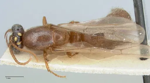 Aenictus moebii specimen FOCOL1140 image focol1140_1