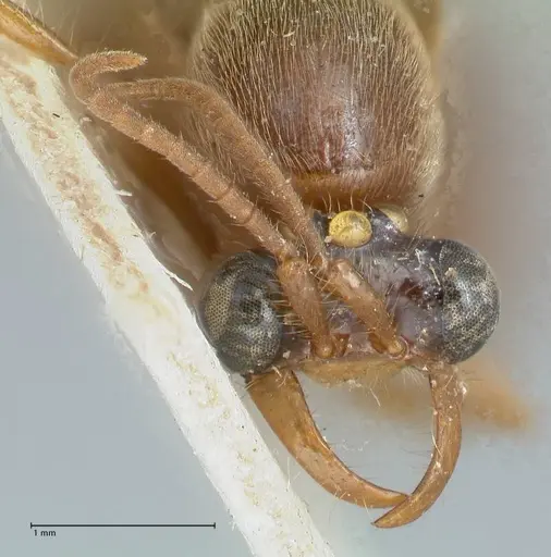 Aenictus moebii specimen FOCOL1140 image focol1140_2