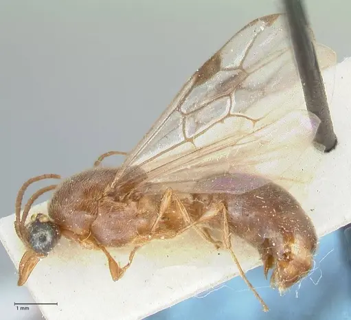 Aenictus moebii specimen FOCOL1140 image focol1140_3