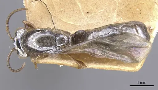 Aenictus moebii specimen RMCAENT000017716 image rmcaent000017716_1