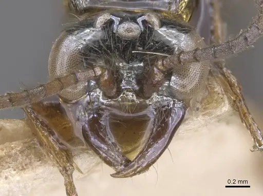 Aenictus moebii specimen RMCAENT000017716 image rmcaent000017716_2