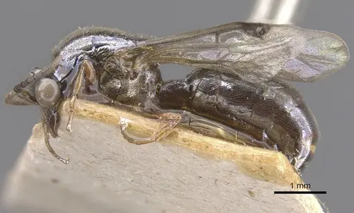 Aenictus moebii specimen RMCAENT000017716 image rmcaent000017716_3
