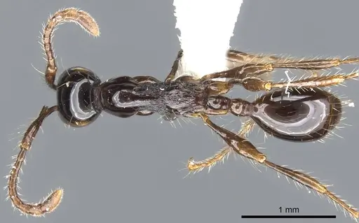 Aenictus montivagus specimen CASENT0903689 image casent0903689_1