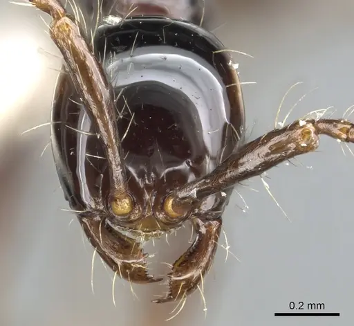 Aenictus montivagus specimen CASENT0903689 image casent0903689_2