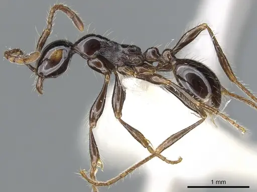 Aenictus montivagus specimen CASENT0903689 image casent0903689_3
