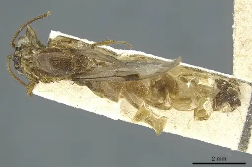 Aenictus mutatus specimen CASENT0911435 image casent0911435_1