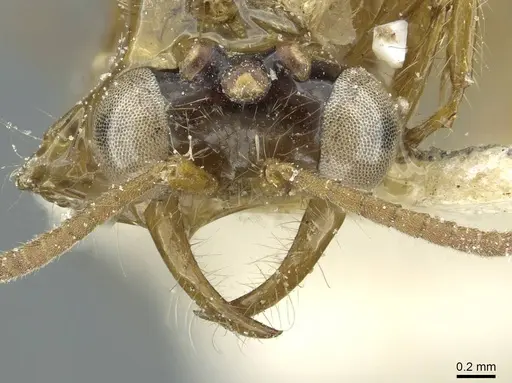 Aenictus mutatus specimen CASENT0911435 image casent0911435_2