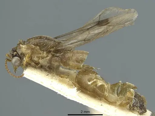 Aenictus mutatus specimen CASENT0911435 image casent0911435_3