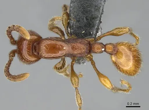 Aenictus mvuvii specimen CASENT0350555 image casent0350555_1