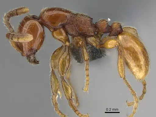 Aenictus mvuvii specimen CASENT0350555 image casent0350555_4