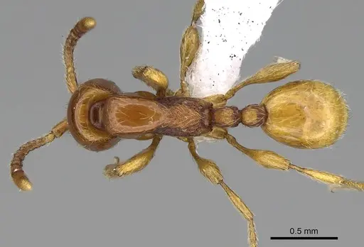 Aenictus mvuvii specimen CASENT0406730 image casent0406730_1