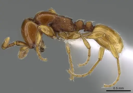 Aenictus mvuvii specimen CASENT0406730 image casent0406730_3