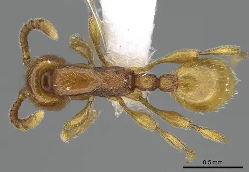 Aenictus mvuvii specimen CASENT0746805 image casent0746805_1