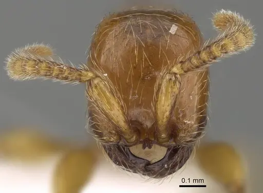 Aenictus mvuvii specimen CASENT0746805 image casent0746805_2