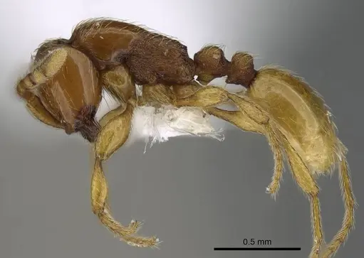 Aenictus mvuvii specimen CASENT0746805 image casent0746805_3