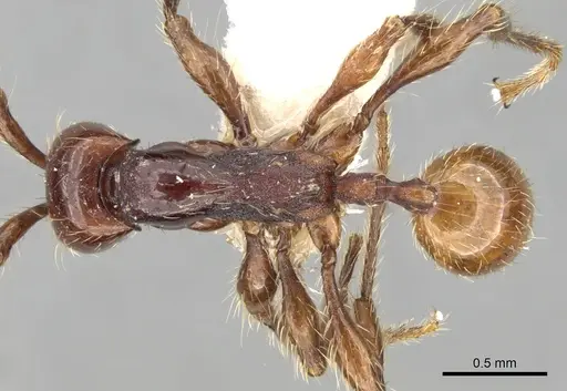 Aenictus nganduensis specimen CASENT0281957 image casent0281957_1
