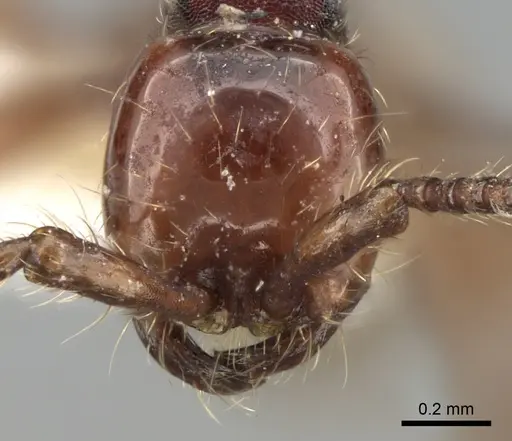 Aenictus nganduensis specimen CASENT0281957 image casent0281957_2