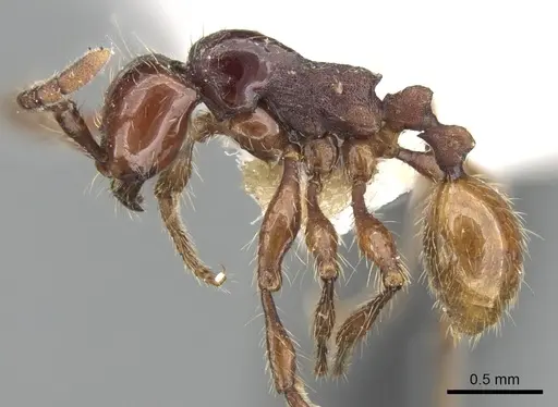 Aenictus nganduensis specimen CASENT0281957 image casent0281957_4