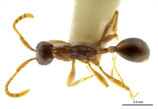 Aenictus nuchiti specimen THNHM-I-02612 image thnhm-i-02612_1