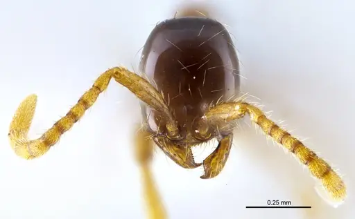 Aenictus nuchiti specimen THNHM-I-02612 image thnhm-i-02612_2