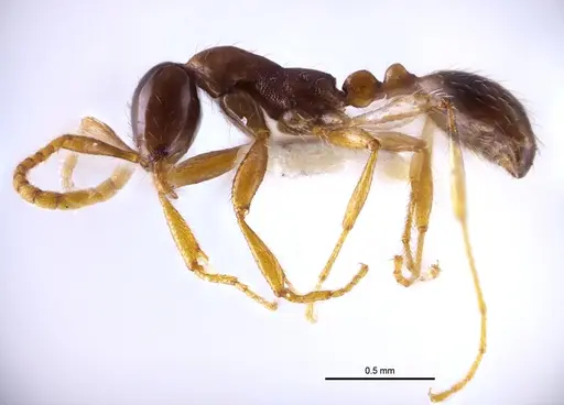 Aenictus nuchiti specimen THNHM-I-02612 image thnhm-i-02612_3