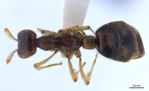 Aenictus nuchiti specimen THNHM-I-02613 image thnhm-i-02613_1