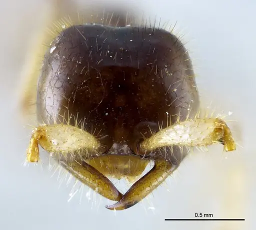 Aenictus nuchiti specimen THNHM-I-02613 image thnhm-i-02613_2
