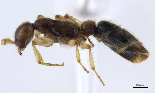 Aenictus nuchiti specimen THNHM-I-02613 image thnhm-i-02613_3