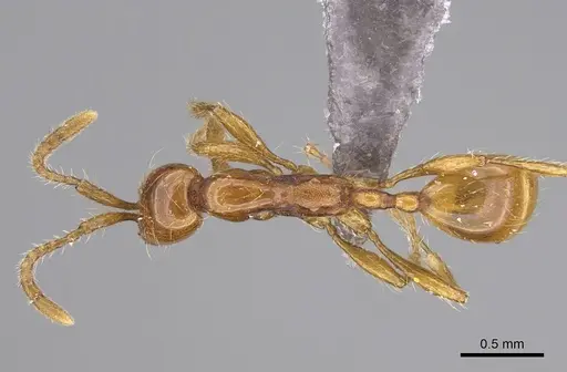 Aenictus nyuyi specimen KGCOL00562 image kgcol00562_1