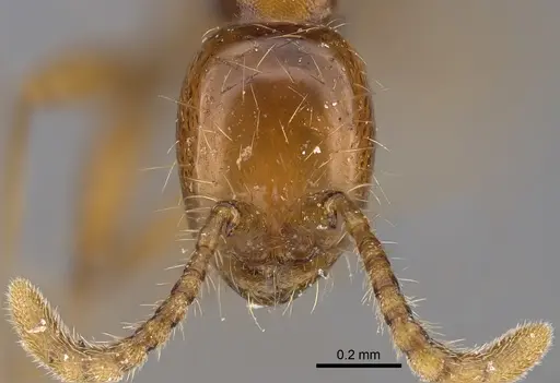 Aenictus nyuyi specimen KGCOL00562 image kgcol00562_2