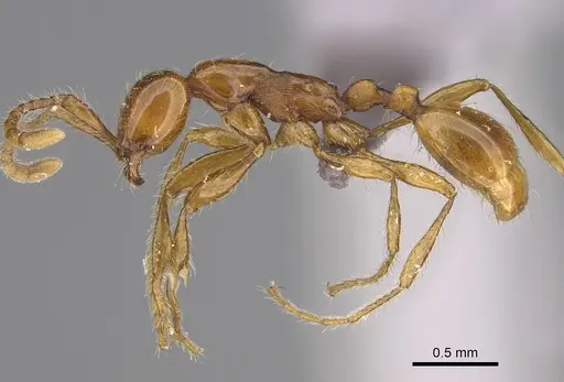 Aenictus nyuyi specimen KGCOL00562 image kgcol00562_3