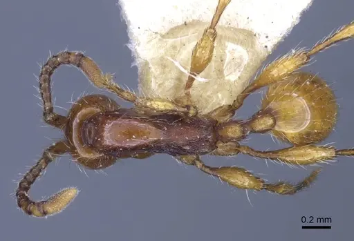Aenictus orientalis specimen CASENT0916856 image casent0916856_1