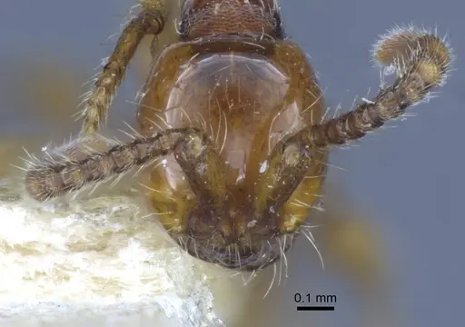 Aenictus orientalis specimen CASENT0916856 image casent0916856_3