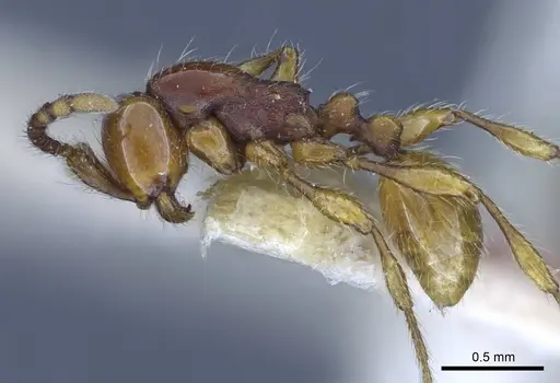 Aenictus orientalis specimen CASENT0916856 image casent0916856_4