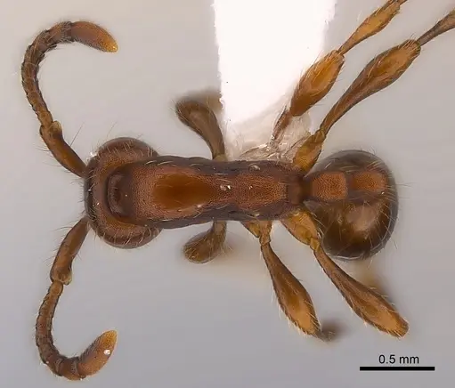 Aenictus pachycerus specimen CASENT0217379 image casent0217379_1